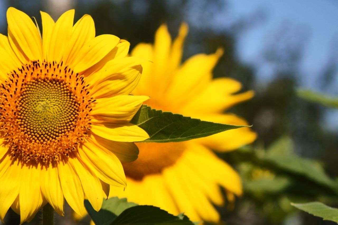 Ayçiçeği tohumu ve ham ayçiçeği yağı ithalatında tarife kontenjanı açıldı