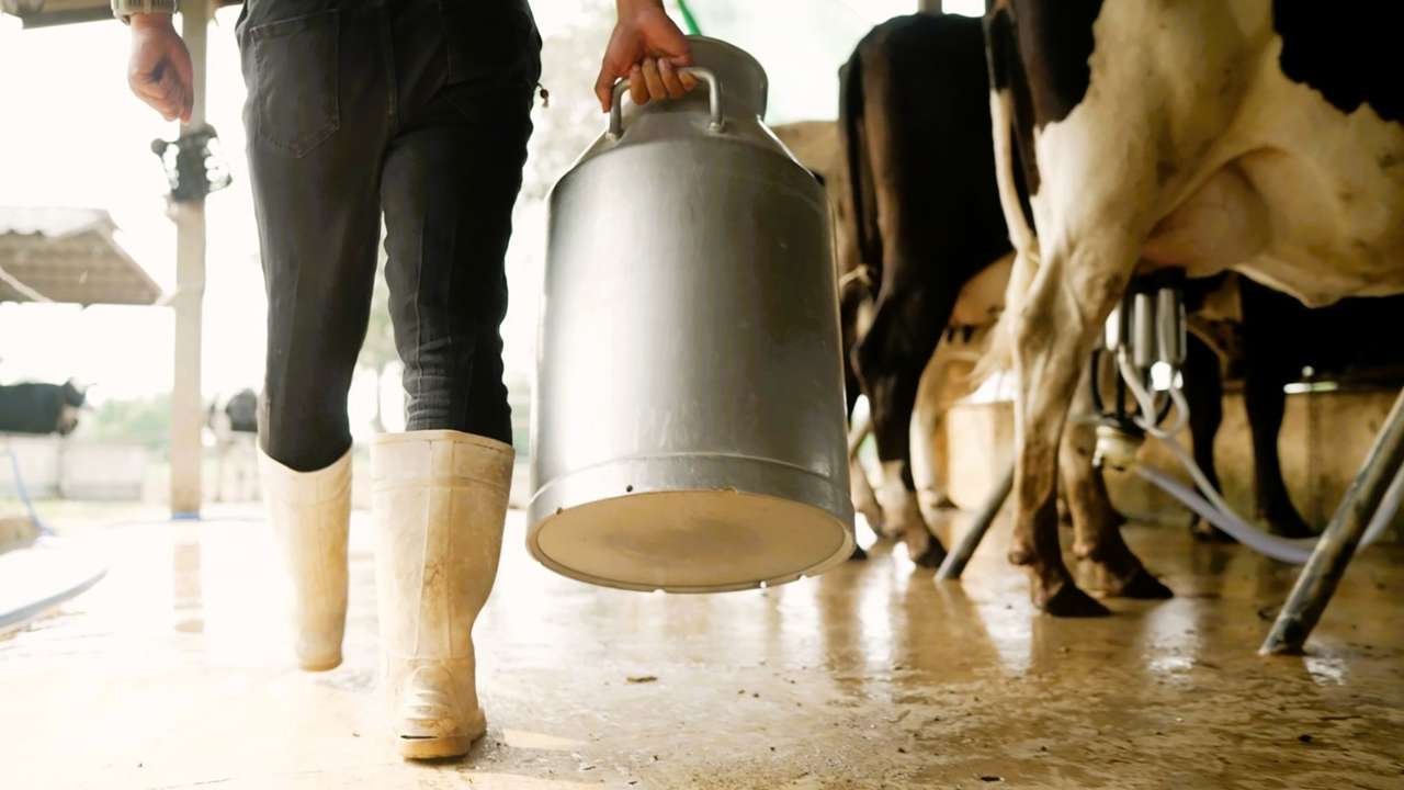 Süt üreticilerine ek destek için yeni kriterler